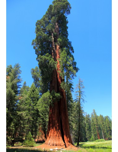 Giant redwood (Sequoiadendron giganteum)...
