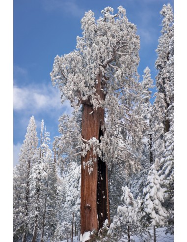 Giant redwood (Sequoiadendron giganteum)...