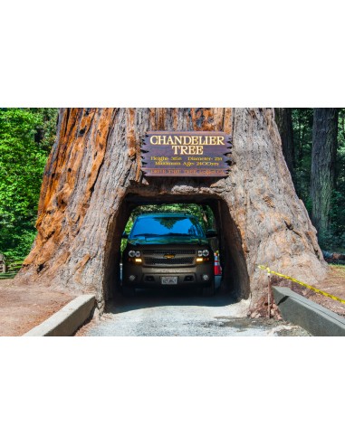 Giant redwood (Sequoiadendron giganteum)...