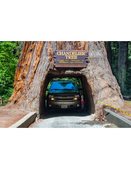 Secuoya gigante 1 Arbolito en Venta (Sequoiadendron giganteum) Compra Secuoia en Mexico Online