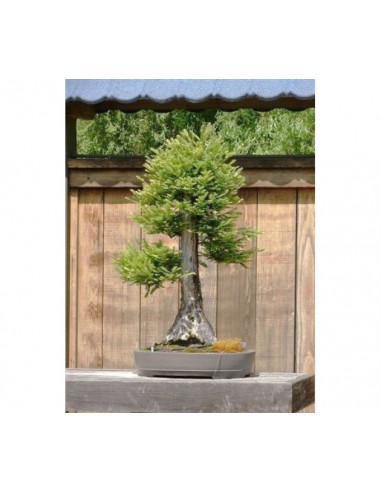 Secuoya gigante 1 Arbolito en Venta...