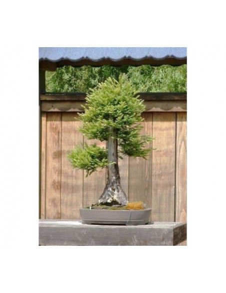 Secuoya gigante 1 Arbolito en Venta (Sequoiadendron giganteum) Compra Secuoia en Mexico Online
