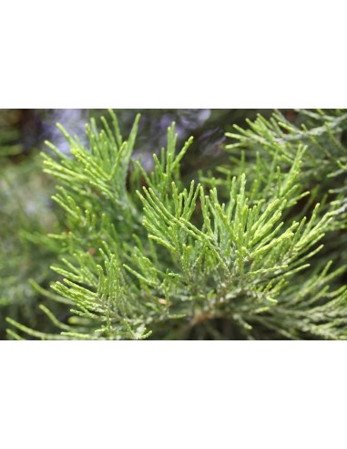 Giant redwood (Sequoiadendron giganteum)...