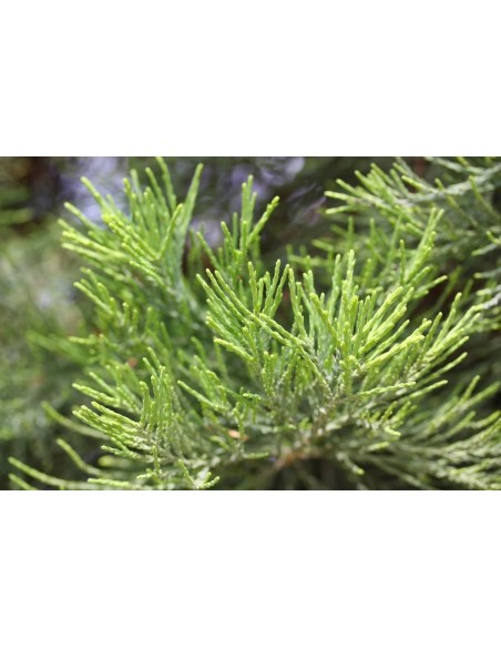 Secuoya gigante 1 Arbolito en Venta (Sequoiadendron giganteum) Compra Secuoia en Mexico Online