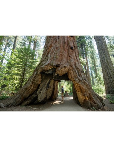 Giant redwood (Sequoiadendron giganteum)...