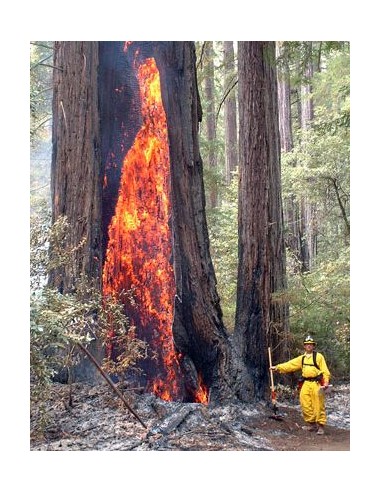 Giant redwood (Sequoiadendron giganteum)...