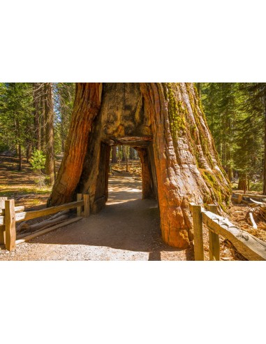 Giant redwood (Sequoiadendron giganteum)...