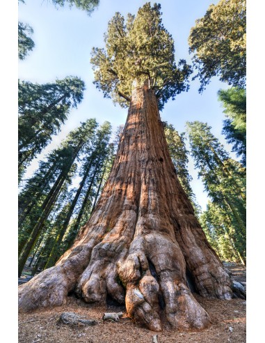 Giant redwood (Sequoiadendron giganteum)...