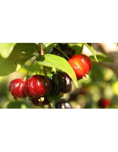 1  Pitanga, Suriname cherry, Brazilian cherry, Cayenne cherry,(Eugenia uniflora) Live tree -  for sale Fruit lovers