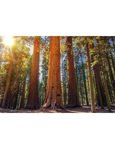 Giant redwood (Sequoiadendron giganteum)...