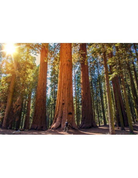 Secuoya gigante 1 Arbolito en Venta (Sequoiadendron giganteum) Compra Secuoia en Mexico Online