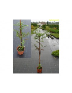 Coastal redwood (Sequoia...
