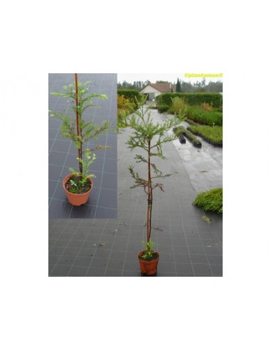 Sequoia roja (Sequoia sempervirens) 1 Arbolito en venta en VIVERO ONLINE - Arbol de secuoya roja Comprar aqui