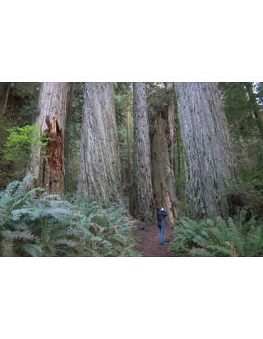 Coastal redwood (Sequoia sempervirens)...