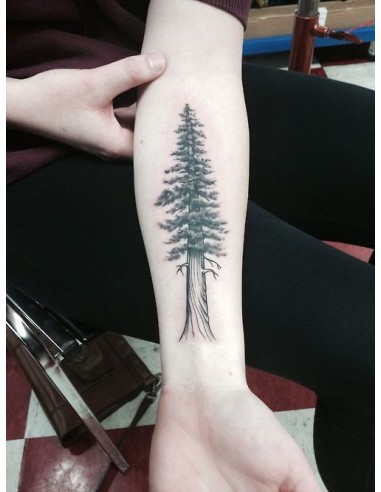 Coastal redwood (Sequoia sempervirens)...