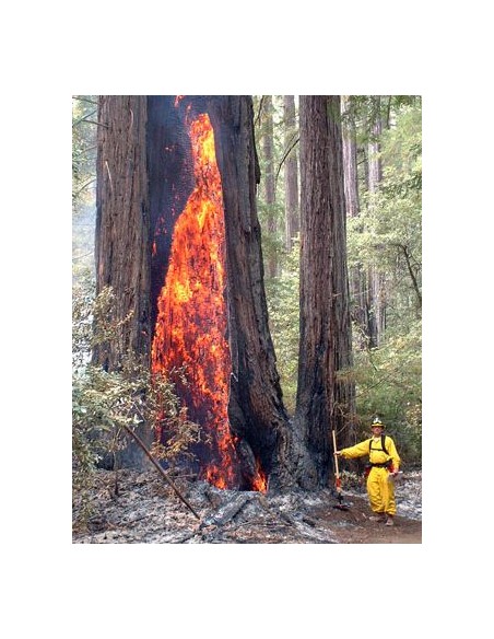 Coastal redwood (Sequoia sempervirens) California redwood tree - ONLINE WORLDWIDE SHIPPING