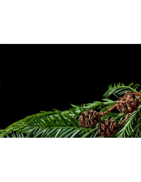 Coastal redwood (Sequoia sempervirens) California redwood tree - ONLINE WORLDWIDE SHIPPING