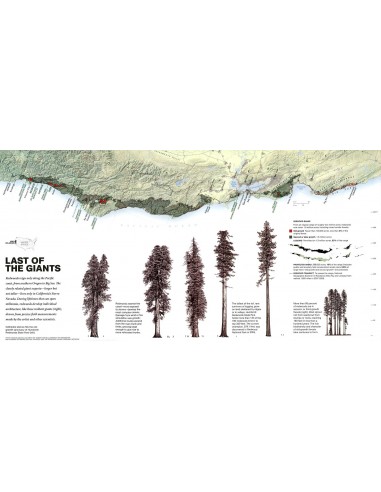 Coastal redwood (Sequoia sempervirens)...