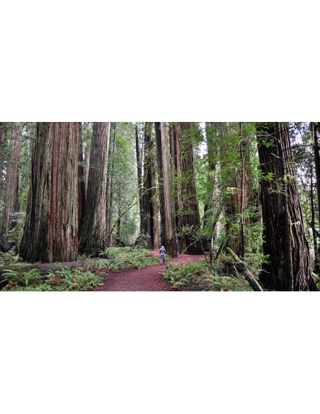 Coastal redwood (Sequoia sempervirens) California redwood tree - ONLINE WORLDWIDE SHIPPING