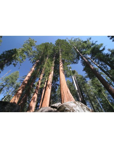 Coastal redwood (Sequoia sempervirens)...