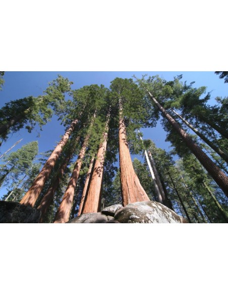 Coastal redwood (Sequoia sempervirens) California redwood tree - ONLINE WORLDWIDE SHIPPING