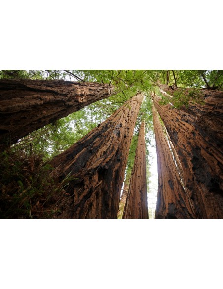 Coastal redwood (Sequoia sempervirens) California redwood tree - ONLINE WORLDWIDE SHIPPING