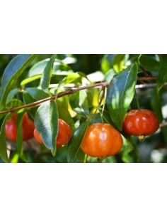 1  Pitanga, Suriname cherry, Brazilian cherry, Cayenne cherry,(Eugenia uniflora) Live tree -  for sale Fruit lovers 2
