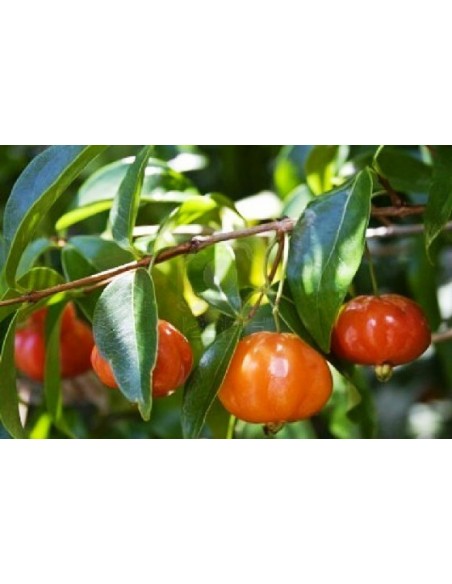 1 Cerezo del Surinam, Pitanga do Brasil (Eugenia uniflora) Arbol real en venta