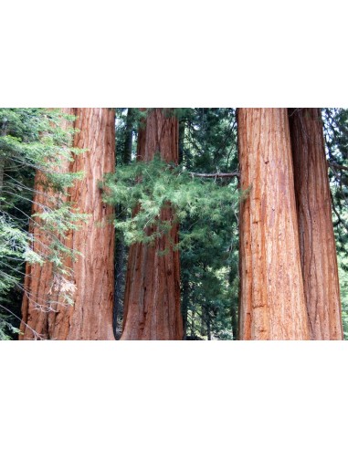Sequoia roja (Sequoia sempervirens) 1 Arbolito...