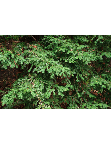 Coastal redwood (Sequoia sempervirens) California redwood tree - ONLINE WORLDWIDE SHIPPING