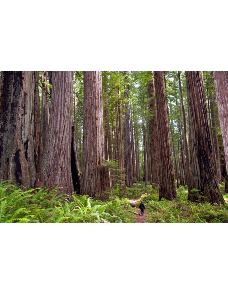 Coastal redwood (Sequoia sempervirens) California redwood tree - ONLINE WORLDWIDE SHIPPING