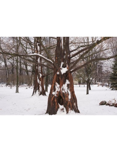 Metasequoia glyptostroboides (Dawn redwood) RARE TREES FOR SALE ORDER HERE