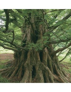 Metasequoia... 2