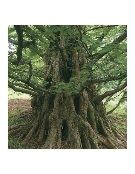 Secuoya del alba (Metasequoia glyptostroboides) 1 Arbolito Arbol en venta en Mexico compralo aqui