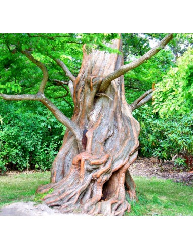 Secuoya del alba (Metasequoia glyptostroboides)...