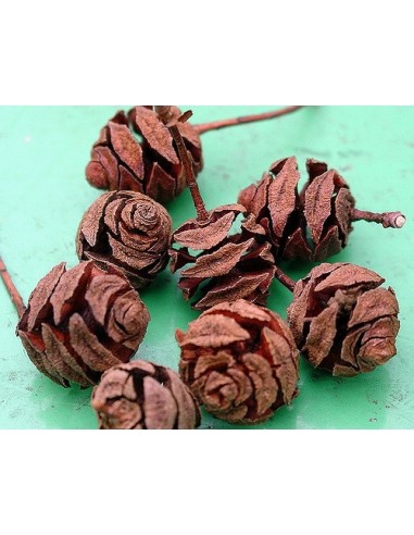 Secuoya del alba (Metasequoia glyptostroboides)...