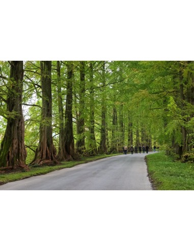 Secuoya del alba (Metasequoia glyptostroboides)...