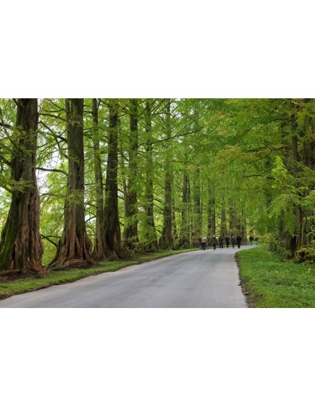 Metasequoia glyptostroboides (Dawn redwood) RARE TREES FOR SALE ORDER HERE