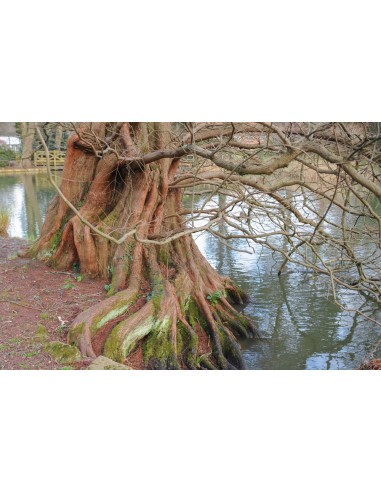 Secuoya del alba (Metasequoia glyptostroboides)...