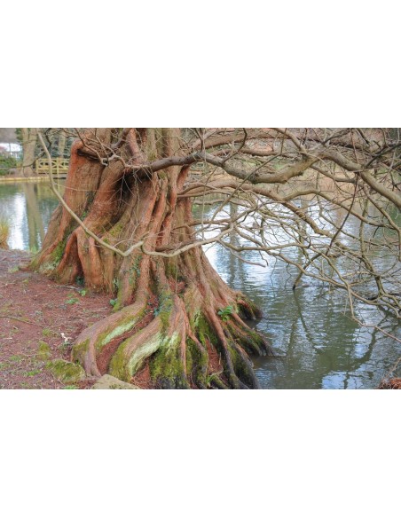 Metasequoia glyptostroboides (Dawn redwood) RARE TREES FOR SALE ORDER HERE