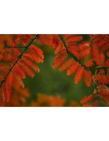 Secuoya del alba (Metasequoia glyptostroboides)...