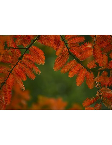 Metasequoia glyptostroboides (Dawn redwood) RARE TREES FOR SALE ORDER HERE