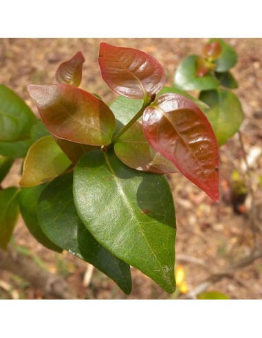 1  Pitanga, Suriname cherry, Brazilian cherry, Cayenne cherry,(Eugenia uniflora) Live tree -  for sale Fruit lovers