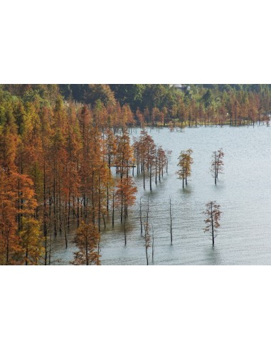 Secuoya del alba (Metasequoia glyptostroboides)...