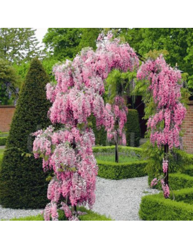 Wisteria Rosada (Wisteria rosea) 1 Arbolito en venta - Plantas en Maceta con envio Gratis ordenar