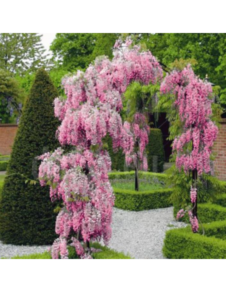 Japanese Pink Wisteria vine for sale (Wisteria floribunda)