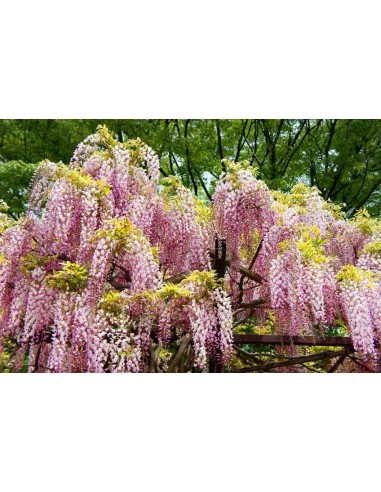Wisteria Rosada (Wisteria rosea) 1 Arbolito en...