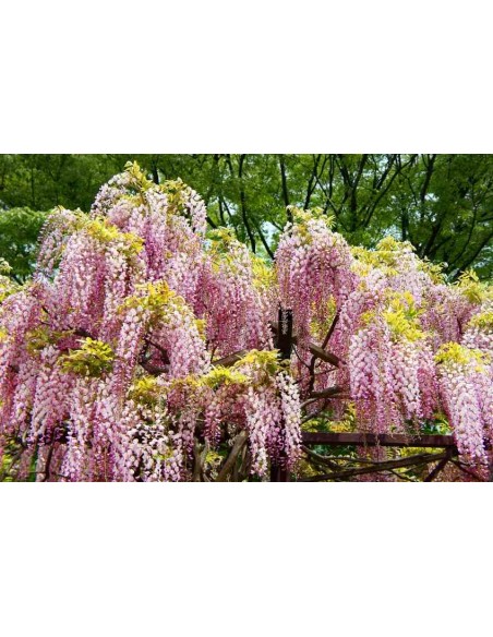 Japanese Pink Wisteria vine for sale (Wisteria floribunda)