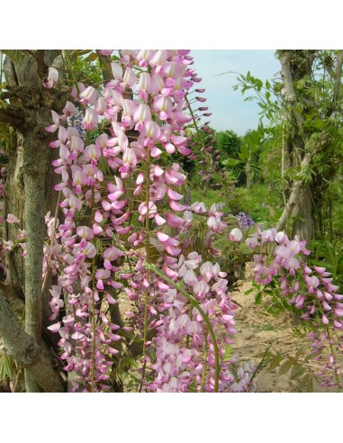 Japanese Pink Wisteria vine for sale (Wisteria...