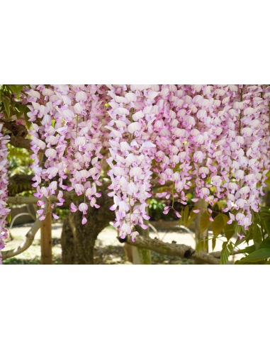 Wisteria Rosada (Wisteria rosea) 1 Arbolito en...